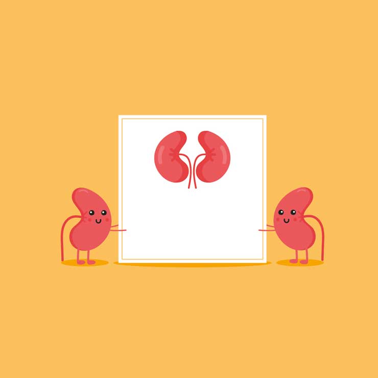 Kidneys