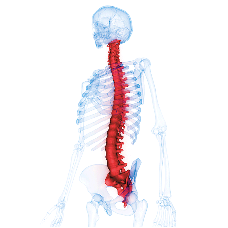 spinal-disk
